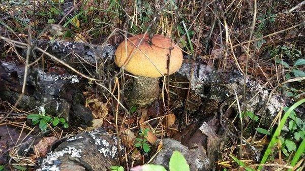 Грибы 29сентября 2018 003.jpg