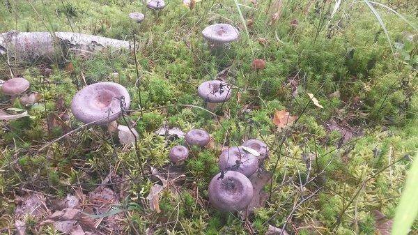 Грибы 2 сентября 2018 015.jpg