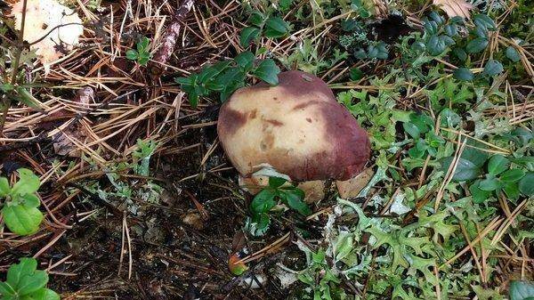 Грибы 18сентября 2018 011.jpg