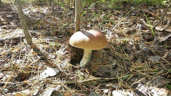 Грибы 18сентября 2018 017.jpg