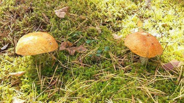 Грибы 18сентября 2018 015.jpg