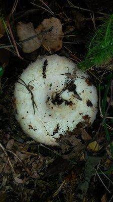 Грибы 18сентября 2018 014.jpg