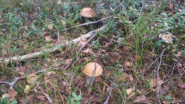 Грибалка 21сентября 2018 003.jpg