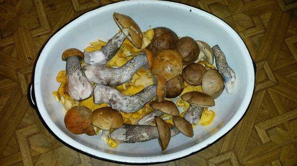 Грибки 28сентября 2018 006.jpg