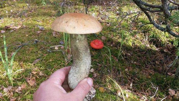 Грибы 29сентября 2018 004.jpg