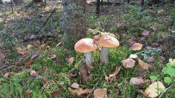 Грибалка 21сентября 2018 008.jpg