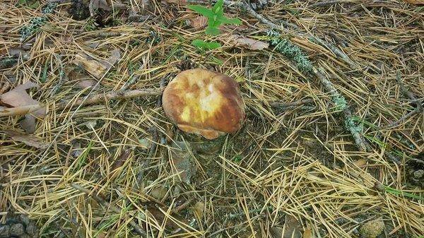 Грибки 17сентября 2018 006.jpg