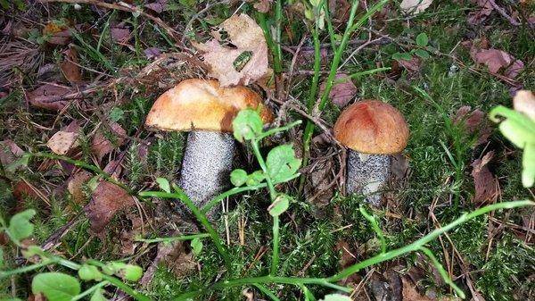 Грибалка 21сентября 2018 012.jpg