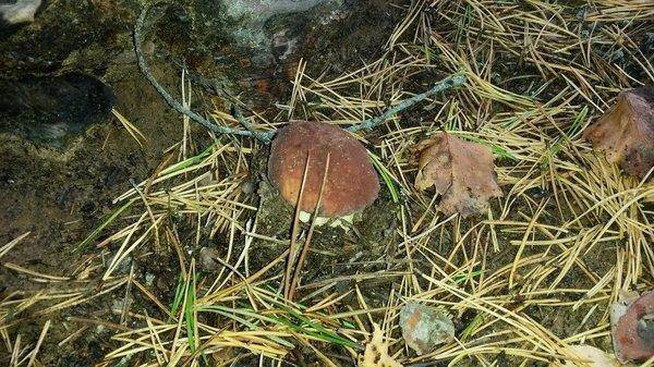 Грибы 18сентября 2018 002.jpg