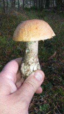 Грибы 29сентября 2018 010.jpg