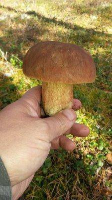 Грибы 29сентября 2018 007.jpg