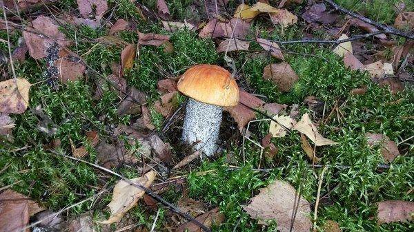 Грибалка 21сентября 2018 010.jpg