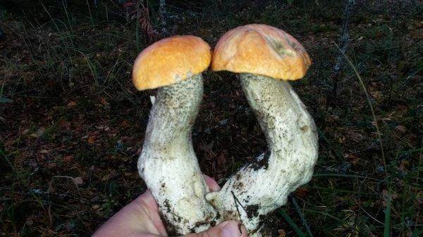 Грибки 28сентября 2018 003.jpg
