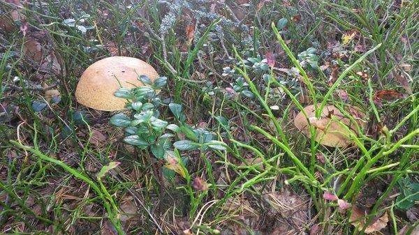 Грибалка 21сентября 2018 002.jpg