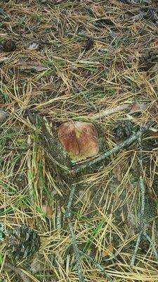 Грибки 17сентября 2018 008.jpg