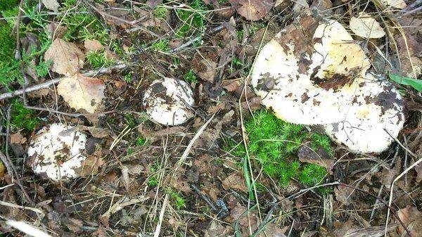 Грибы 2 сентября 2018 001.jpg