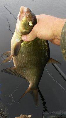 Лещи 10-11 сентября 2018 005-2.jpg