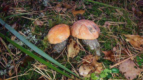 Грибки 28сентября 2018 002.jpg