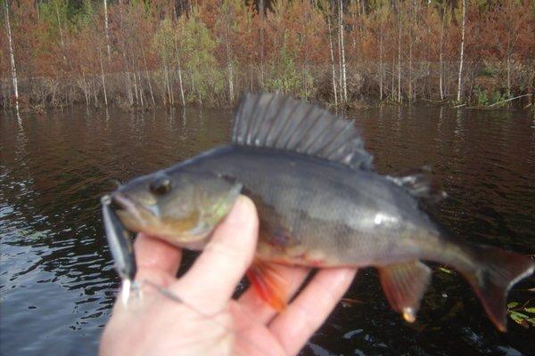 Рыбалка в мае в Ленинградской области