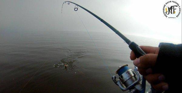 жироокунь (4 of 1).jpg