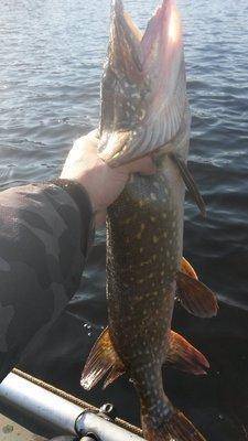 Супер рыбалка на Джерки и на крупную резину 18октября 2018 001.jpg