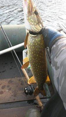 Супер рыбалка на Джерки и на крупную резину 18октября 2018 033.jpg