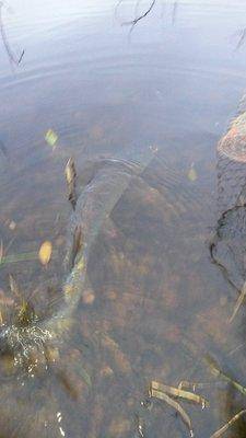 Супер рыбалка на Джерки и на крупную резину 18октября 2018 048.jpg