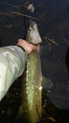 Супер рыбалка на Джерки и на крупную резину 18октября 2018 046.jpg