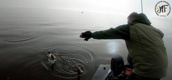 жироокунь (3 of 1).jpg