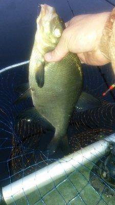 Закрытие лещевого сезона 21октября 2018 005.jpg