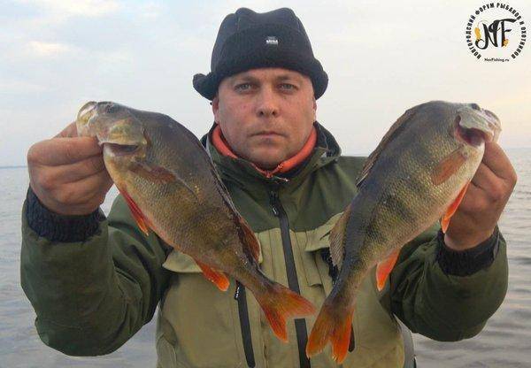 крупныйокунь (10 of 1).jpg