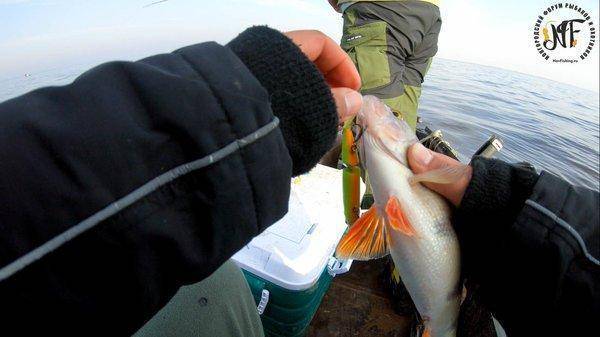 крупныйокунь (6 of 1).jpg