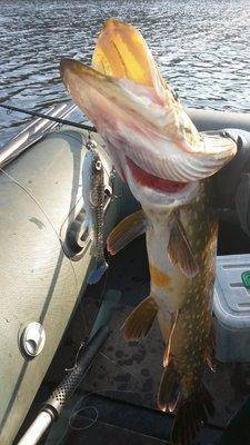 Супер рыбалка на Джерки и на крупную резину 18октября 2018 024.jpg