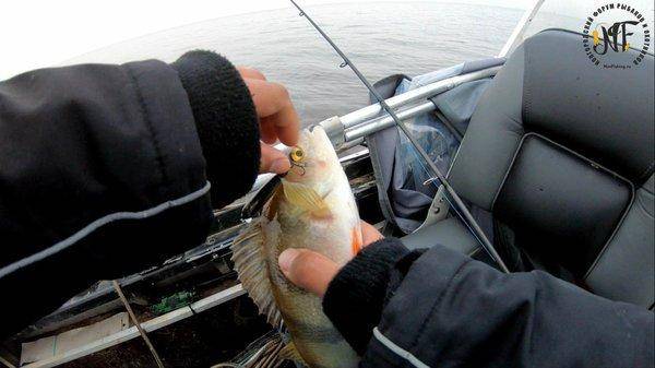 жироокунь (2 of 1).jpg