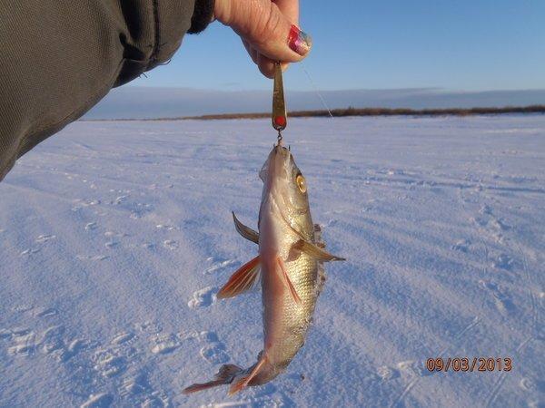 аркацкий с Хичником 024.JPG