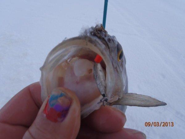 аркацкий с Хичником 033.JPG