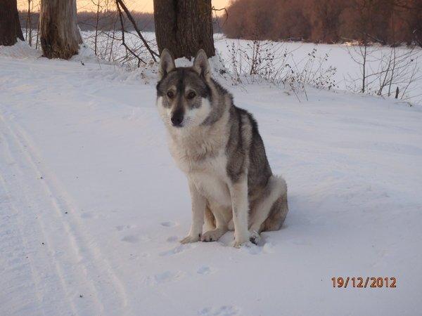 первая лосевая охота 009.JPG