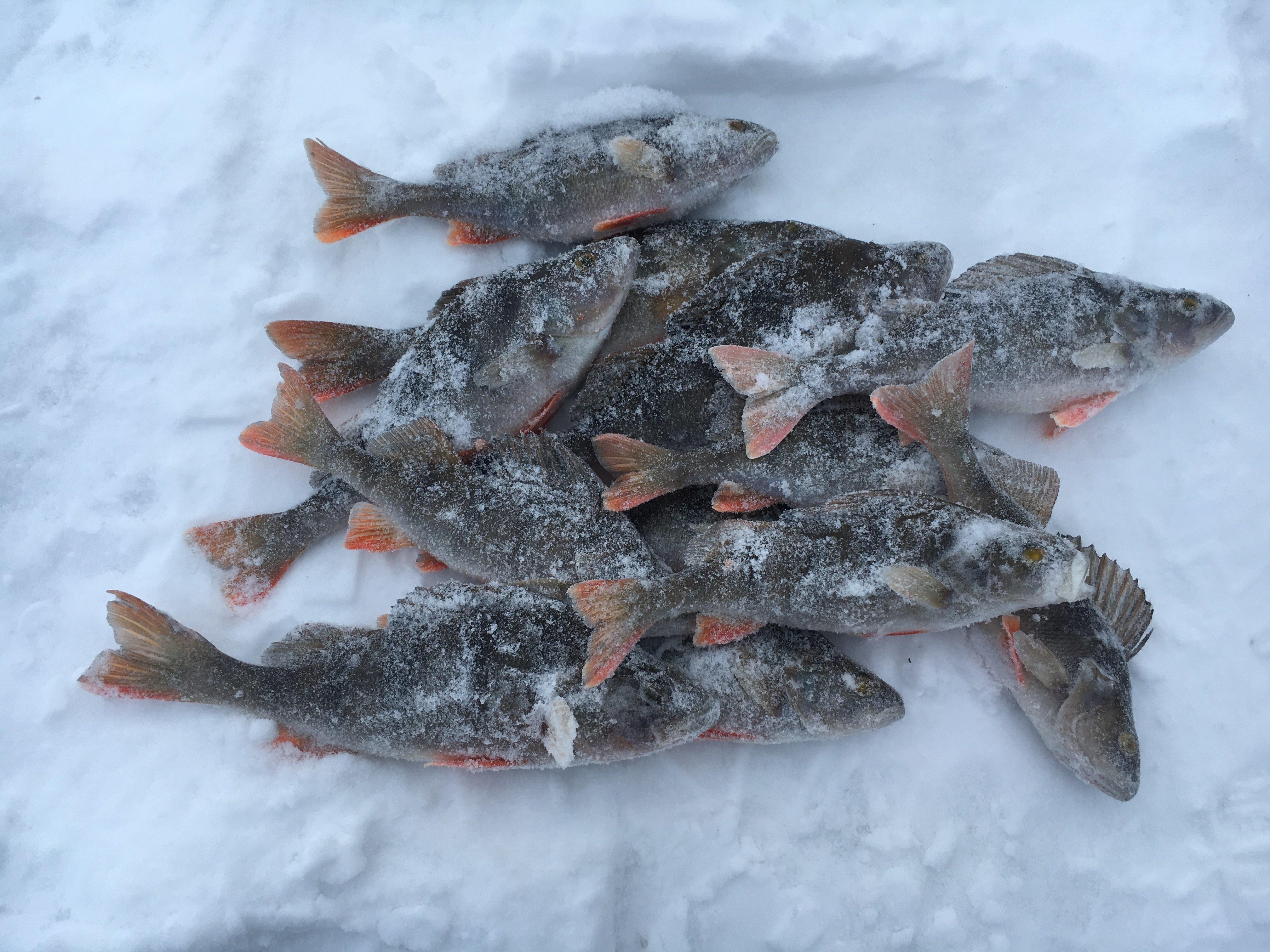 Сайт рыбака новосибирск. Зимняя рыбалка Ижевск. Фишингсиб. Рыбалка на Ижевском пруду зимой. Рыбалка в Новосибирске.