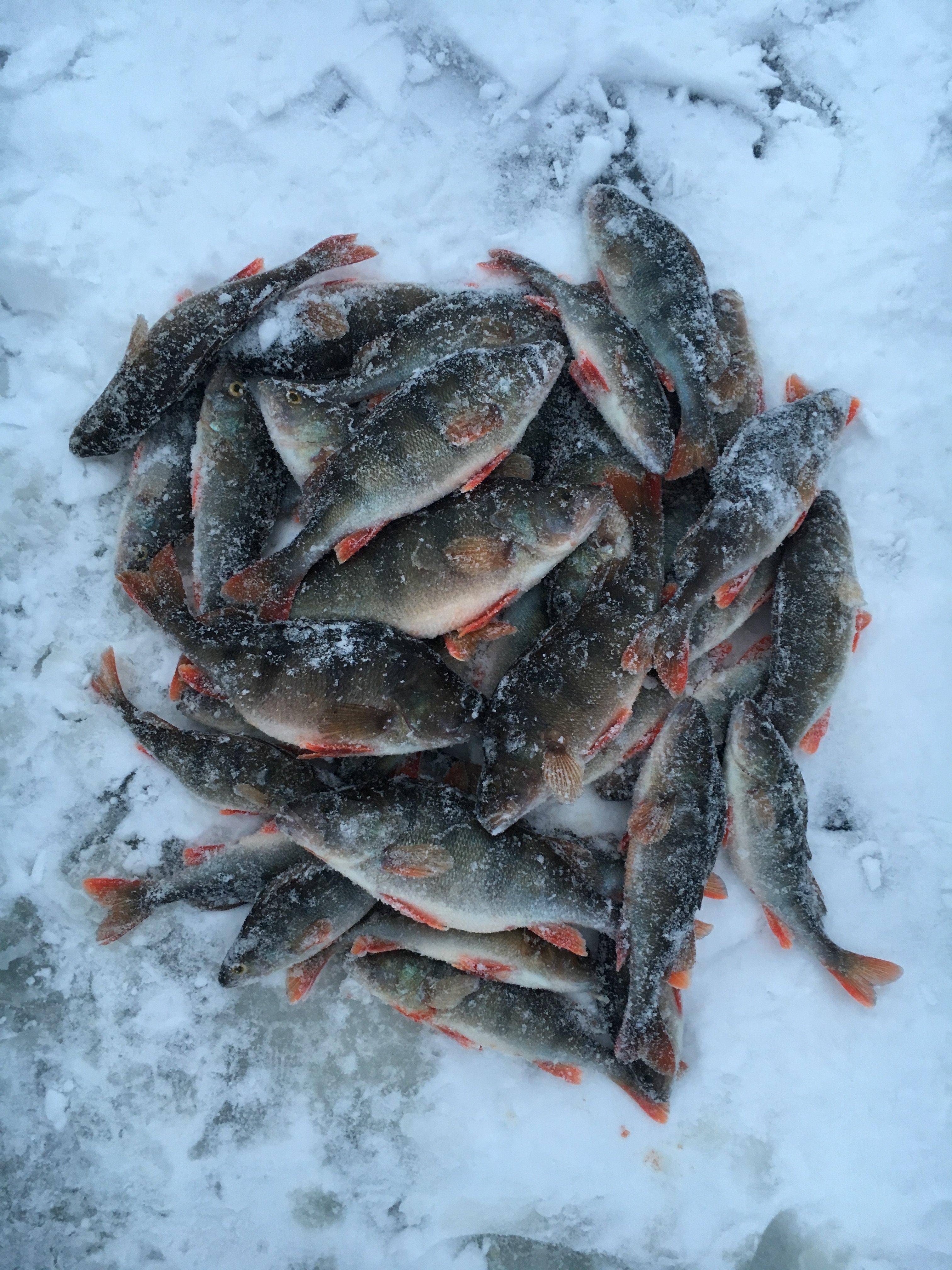 Фион 74 челябинская область. Отчеты о рыбалке. Рыбалка на окуня рядом с Ижевском зимой. Отчеты о зимней рыбалке. Форум рыбаков.