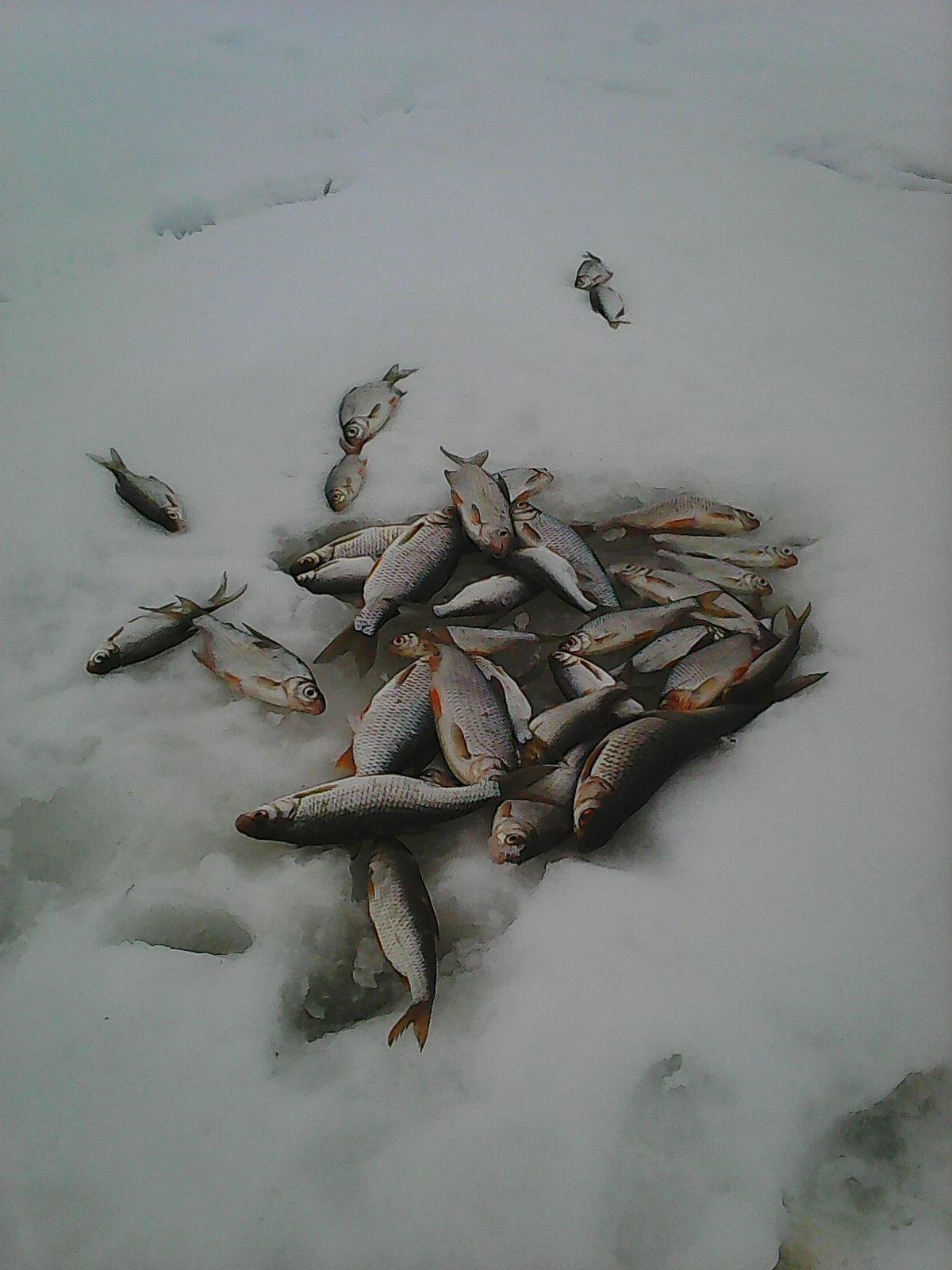 Фион 74 челябинская область. Отчеты о зимней рыбалке. Рыбалка форум рыбаков. Рыбалка в Моршанске. Рыбалка в Карталах.