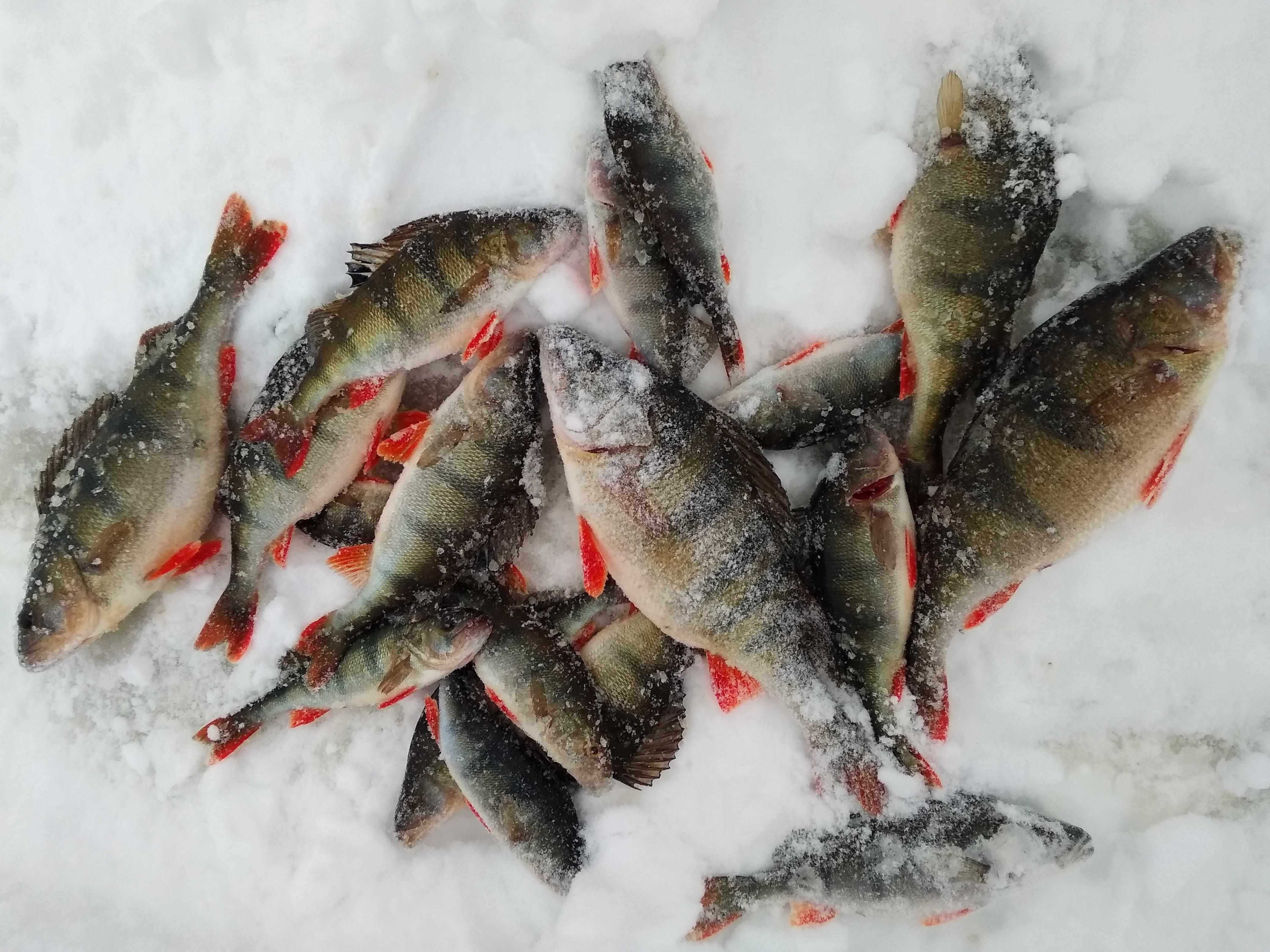 Отчеты о рыбалке на озерах. Отчеты о зимней рыбалке. Отчеты озимннй рыбалке. Зимняя рыбалка на окуня в Барнауле. Зимняя рыбалка в Орловской области.