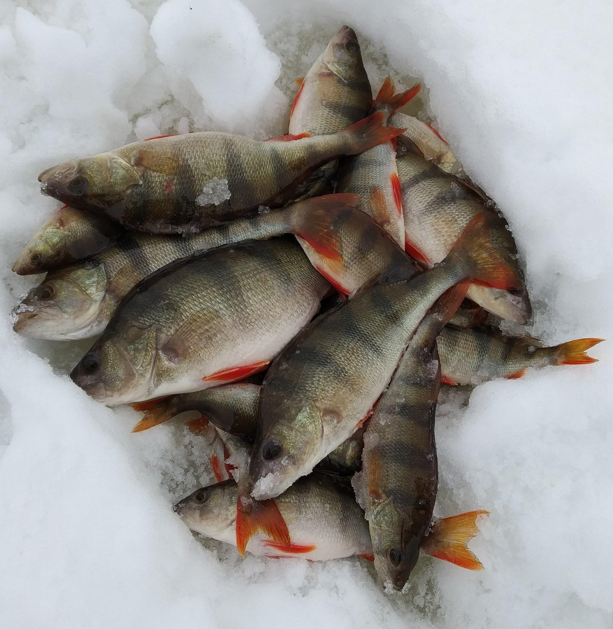 Зимния рыбалка форум отчеты о рыбалке