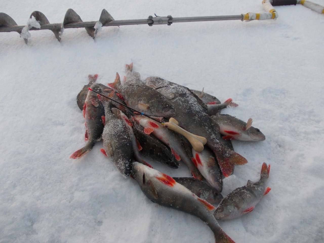Отчеты о зимней рыбалке. Отчёт зимней рыбалки на реке Жабня. Командная зимняя рыбалка. Байконыс отчеты о рыбалке.