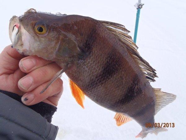 аркацкий с Хичником 035.JPG