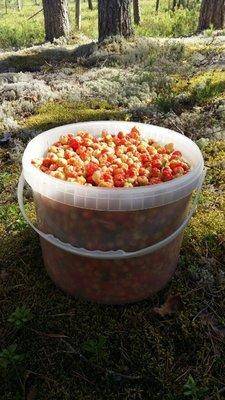 морошка 24июня 2019.jpg