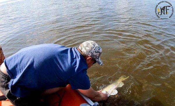 Супер-судак (2 of 1).jpg