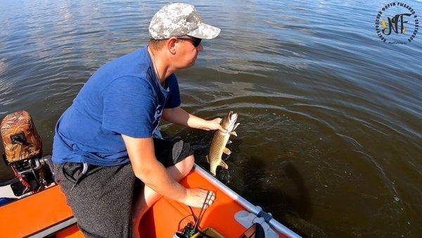 Супер-судак (1 of 1).jpg