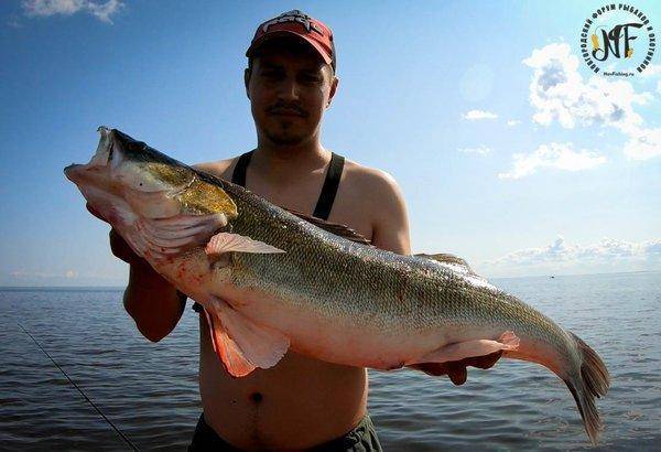 Супер-судак (13 of 1).jpg