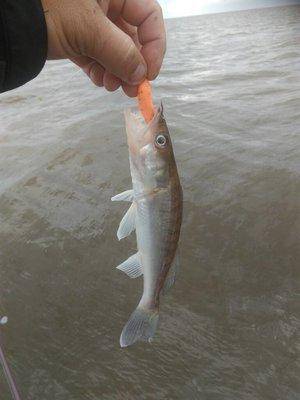 IMG_20190824_100202.thumb.jpg.3277dda7fc