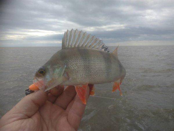 IMG_20190824_100410.thumb.jpg.45933164fe